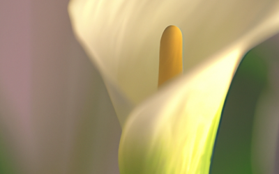 Pianta simile alla calla: tutto quello che devi sapere
