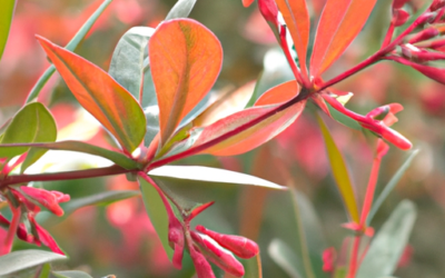 Gelsomino foglie rosse: Tutto quello che devi sapere