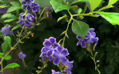Duranta repens: Tutto quello che devi sapere