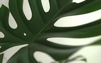 Pianta monstera: Tutto quello che devi sapere – Guida