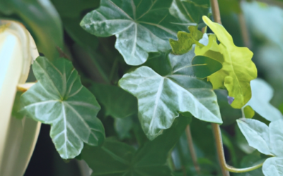 Piante sempreverdi da balcone: Tutto quello che devi sapere