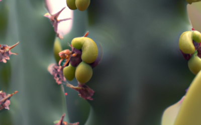 Euphorbia trigona: Tutto quello che devi sapere – Guida