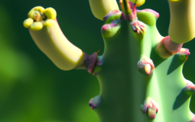 Euphorbia trigona: Tutto quello che devi sapere – Guida