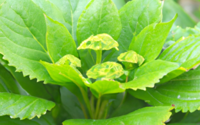 Pachysandra: Tutto quello che devi sapere – Guida