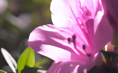 Azalea Pianta: Il Segreto di una Fioritura Straordinaria Che Incanta e Converte