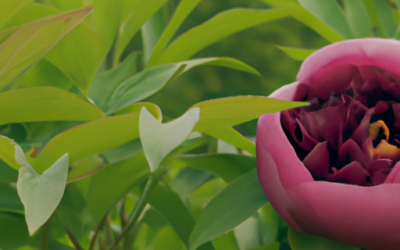 Peonia arbustiva: Tutto quello che devi sapere – Guida