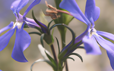 Lobelia erinus: Tutto quello che devi sapere – Guida