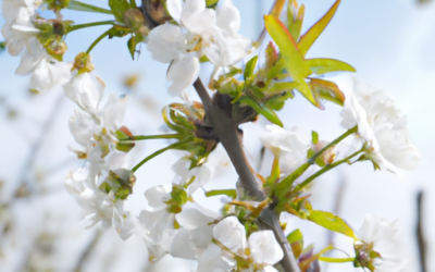 Albero fiori bianchi: Tutto quello che devi sapere