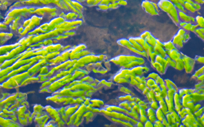 Elodea densa: Tutto quello che devi sapere