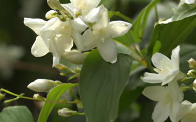 Jasminum officinale: Tutto quello che devi sapere – Guida