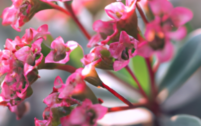 Arabis: Tutto quello che devi sapere