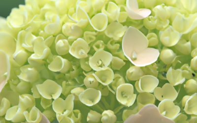 Hydrangea arborescens: Tutto quello che devi sapere – Guida