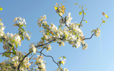 Albero fiori bianchi: Tutto quello che devi sapere
