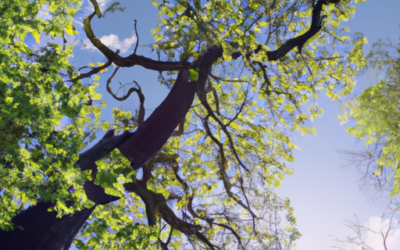 Alberi acero: Tutto quello che devi sapere