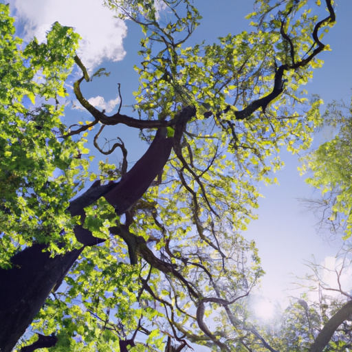 Alberi acero: Tutto quello che devi sapere