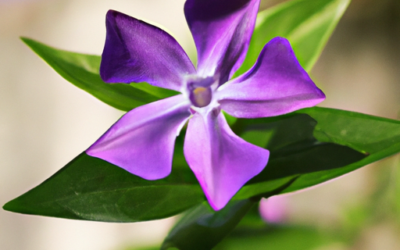 Vinca pianta: Tutto quello che devi sapere – Guida