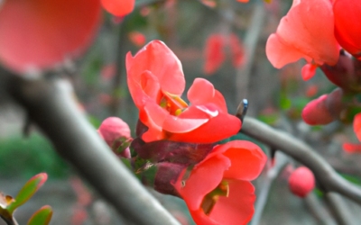 Chaenomeles speciosa: Tutto quello che devi sapere
