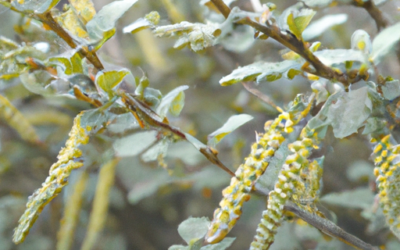 Piante ornamentali da giardino: Tutto quello che devi sapere – Guida