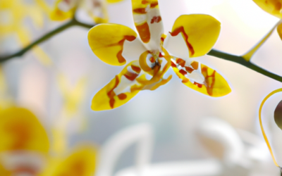 Malattia orchidea: tutto quello che devi sapere