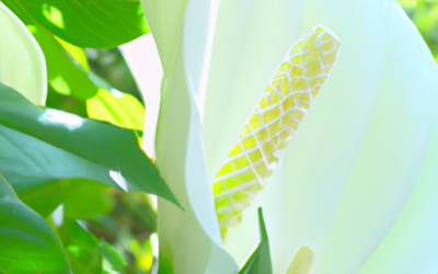 Aspidistra fiore: Tutto quello che devi sapere – Guida