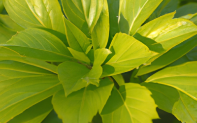 Pachysandra: Tutto quello che devi sapere – Guida