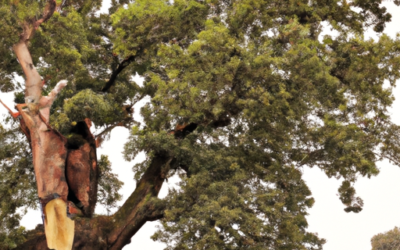 Quercia: Guida 2026 a Specie, Coltivazione e Cura