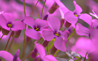 Aubrieta: Tutto quello che devi sapere – Guida