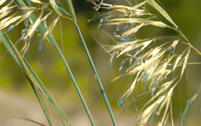 festuca glauca: Tutto quello che devi sapere – Guida