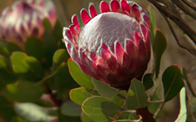Protea cynaroides: Tutto quello che devi sapere