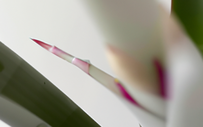 Billbergia nutans: Tutto quello che devi sapere
