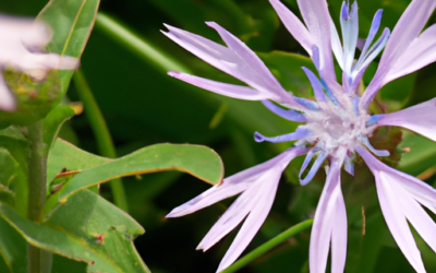 Il fiordaliso: tutto quello che devi sapere
