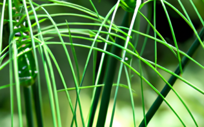 Ophiopogon: Tutto quello che devi sapere