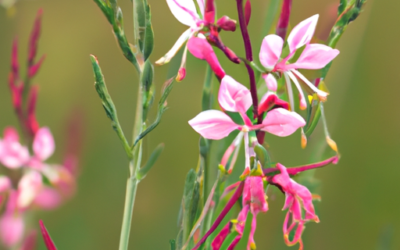 Gaura lindheimeri: Tutto quello che devi sapere – Guida