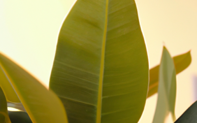 Pianta ficus: Tutto quello che devi sapere – Guida