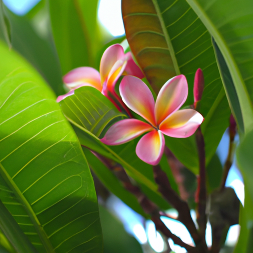 Plumeria pianta: Tutto quello che devi sapere 1 Plumeria pianta: Tutto quello che devi sapere
