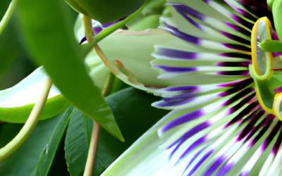 Passiflora fiore: Tutto quello che devi sapere