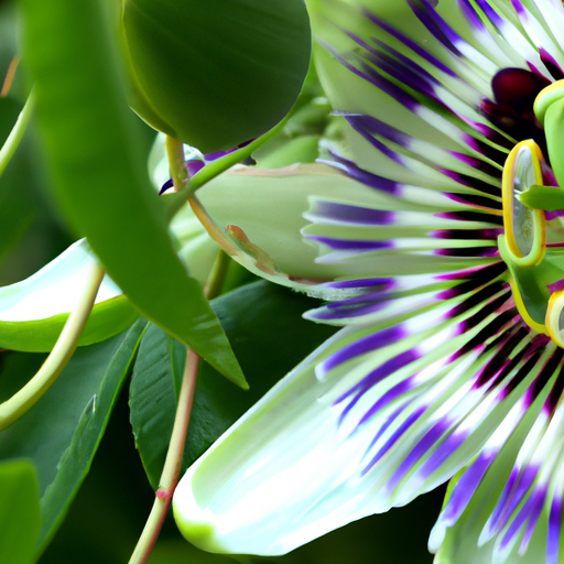 Passiflora fiore: Tutto quello che devi sapere