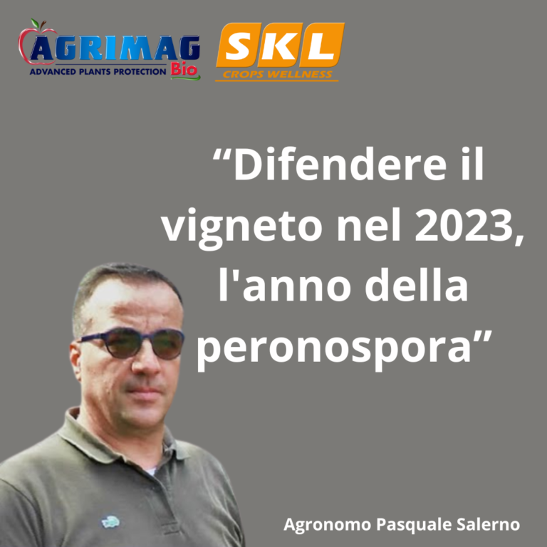 Difendere il vigneto nel 2023 lanno della peronospora