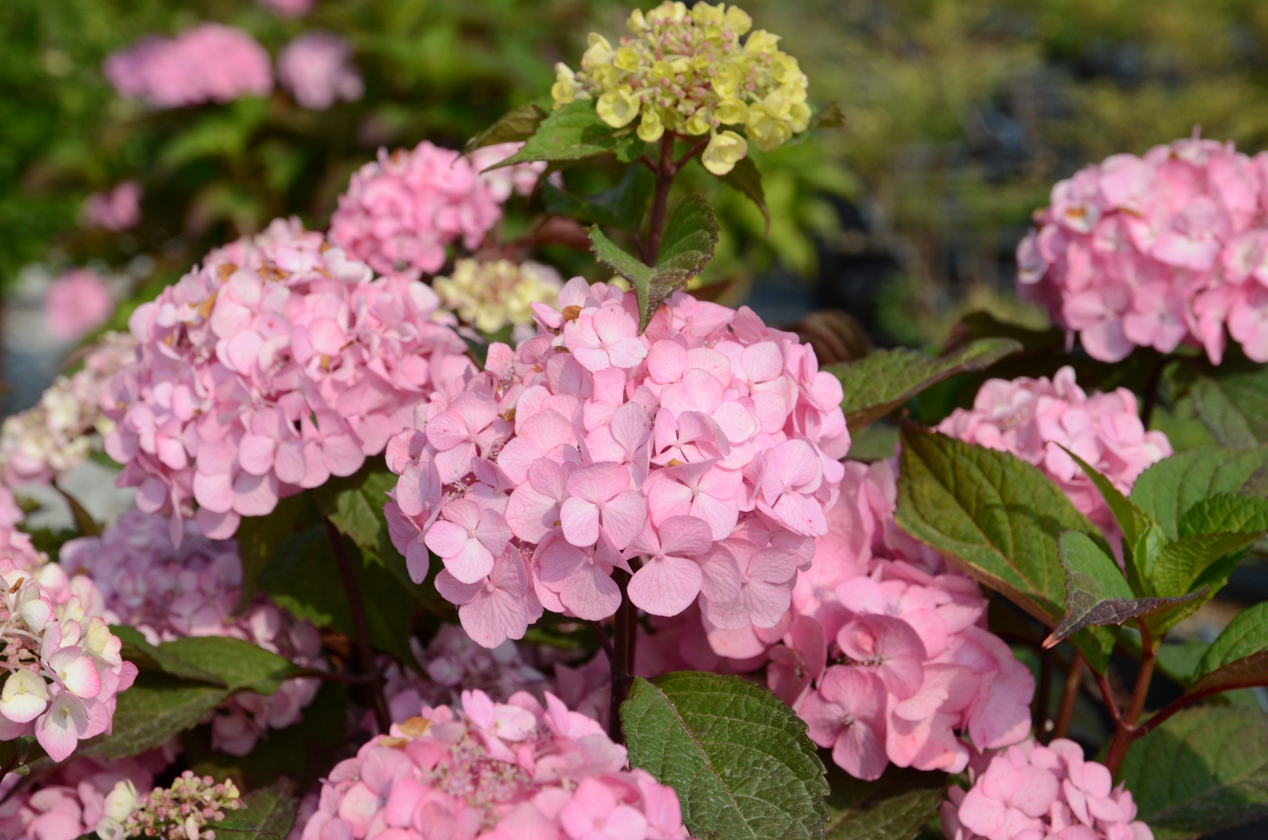 Hydrangea serrata