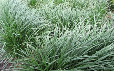 Ophiopogon: Tutto quello che devi sapere