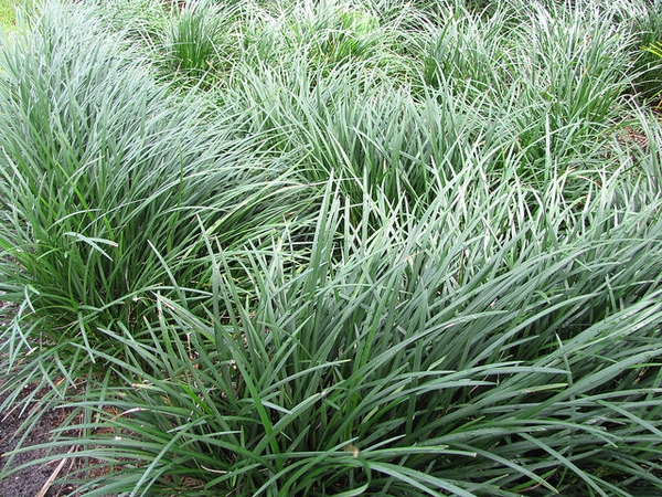 Ophiopogon: Tutto quello che devi sapere
