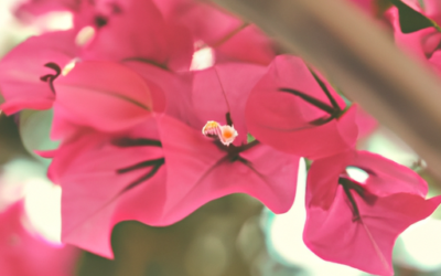 Pianta fucsia: Tutto quello che devi sapere – Guida