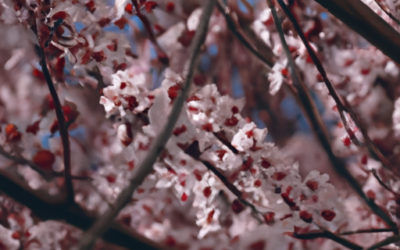 Fiori di pesco significato: Tutto quello che devi sapere