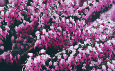 Fiore erica: Tutto quello che devi sapere