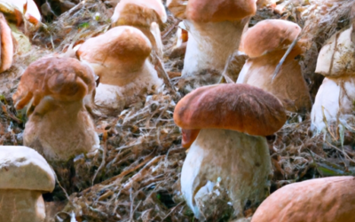 Coltivazione funghi porcini: Tutto quello che devi sapere