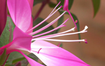 Fiore belladonna: tutto quello che devi sapere