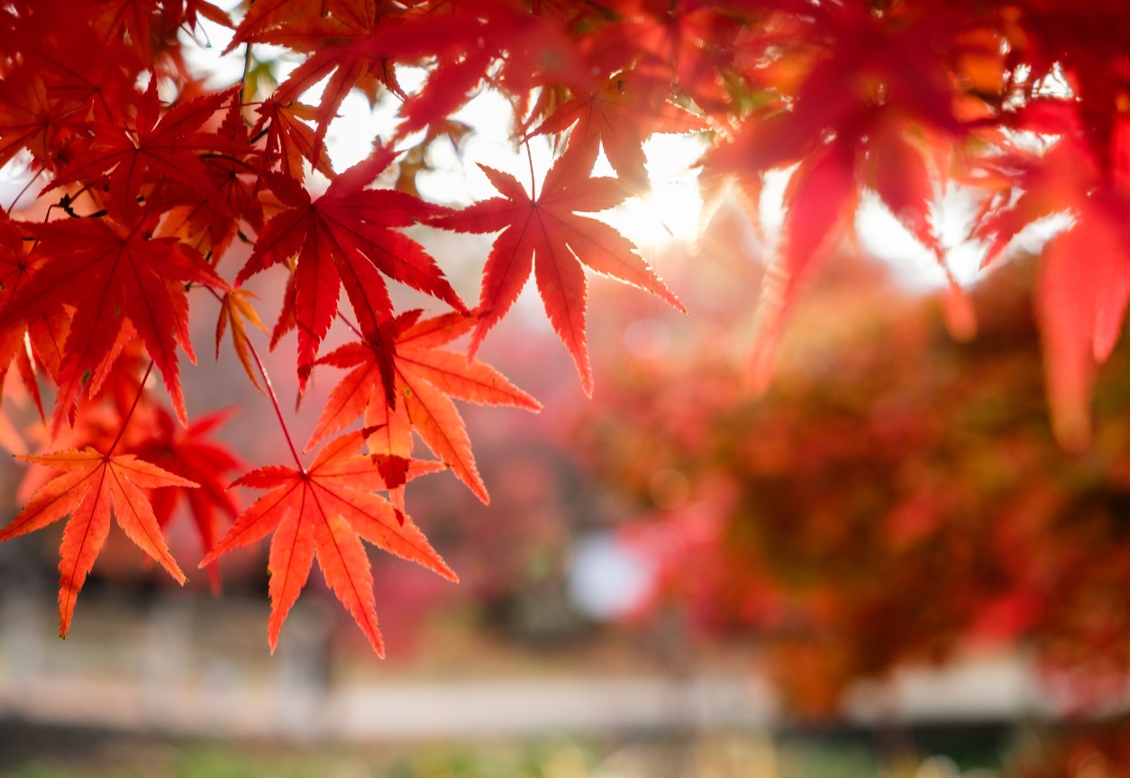 Albero acero: Tutto quello che devi sapere 1 acero rosso caratteristiche