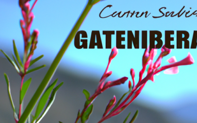 Gaura lindheimeri: Tutto quello che devi sapere – Guida