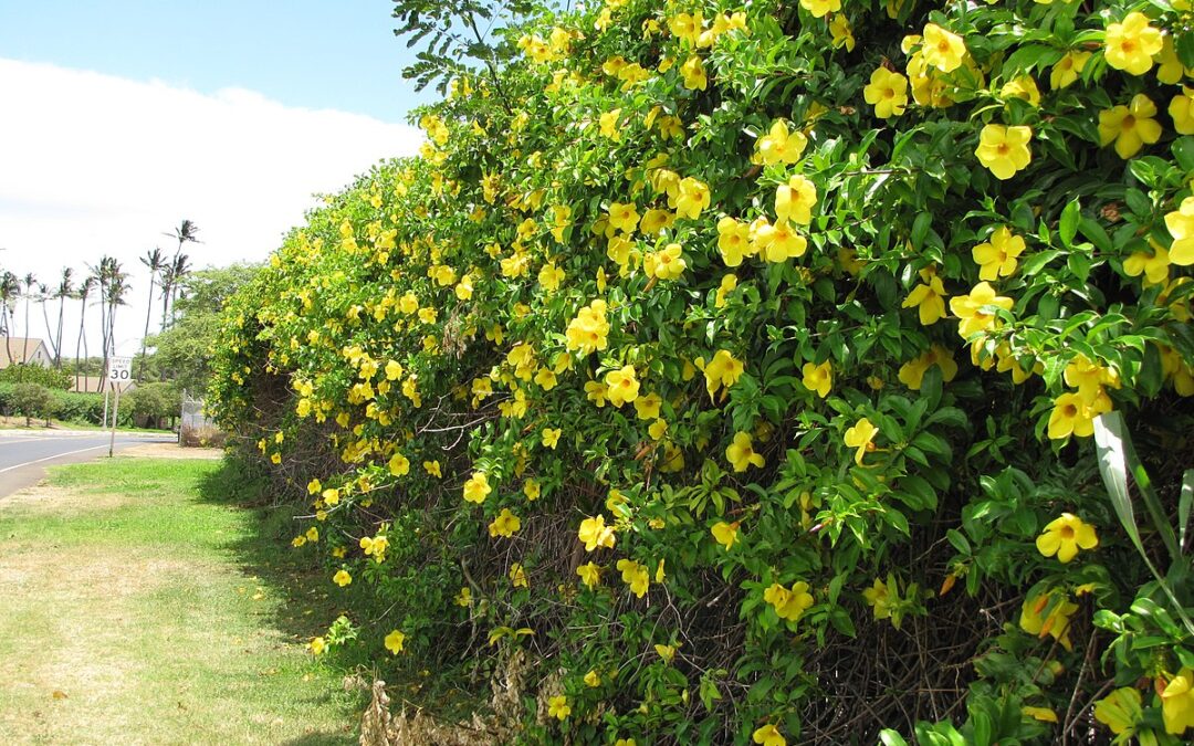 Allamanda cathartica: Tutto quello che devi sapere