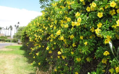 Allamanda cathartica: Tutto quello che devi sapere